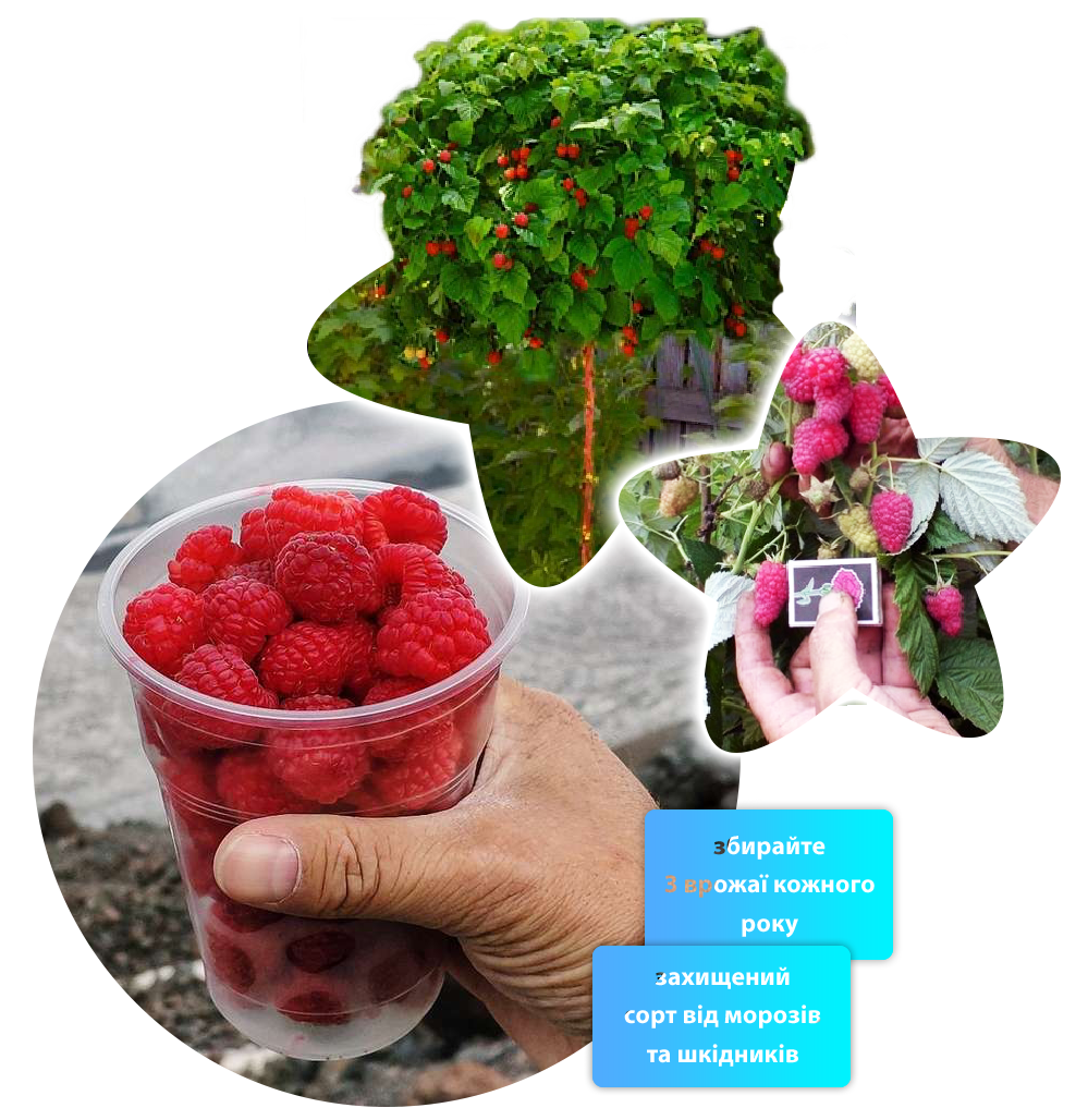 Заголовок