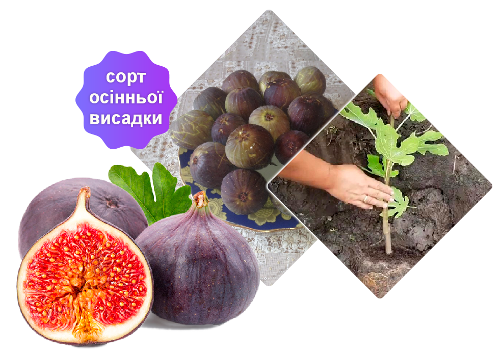 Заголовок