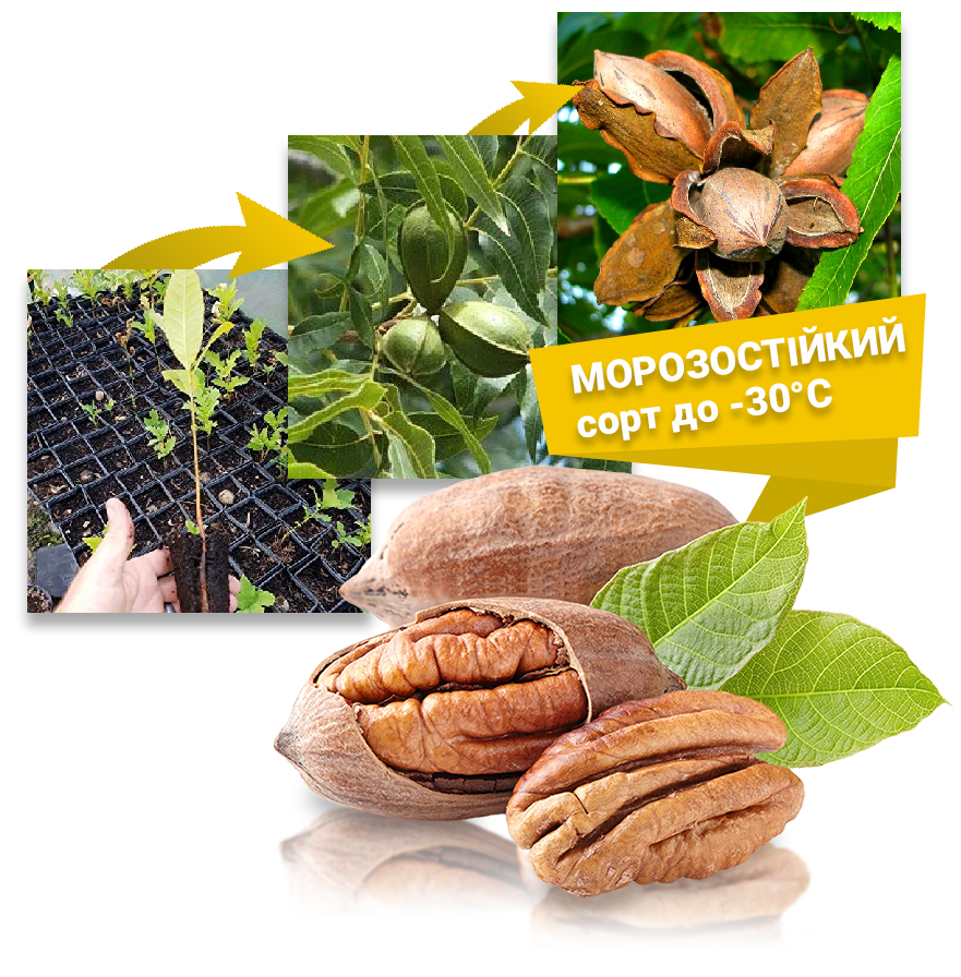 Заголовок