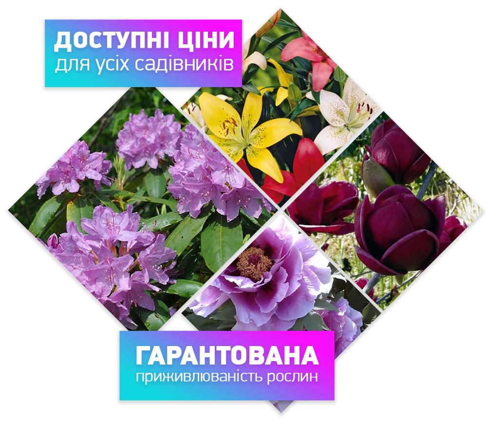 Заголовок