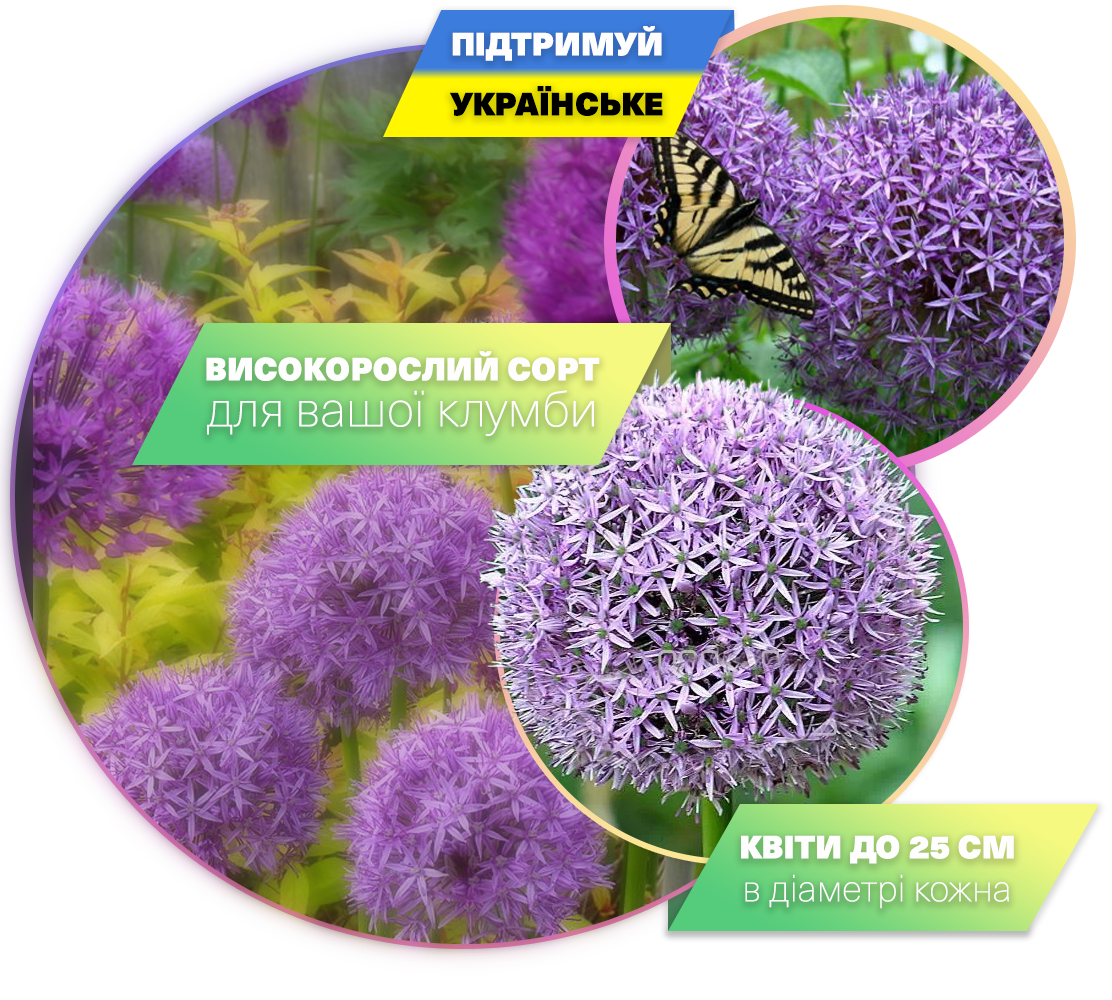 Заголовок