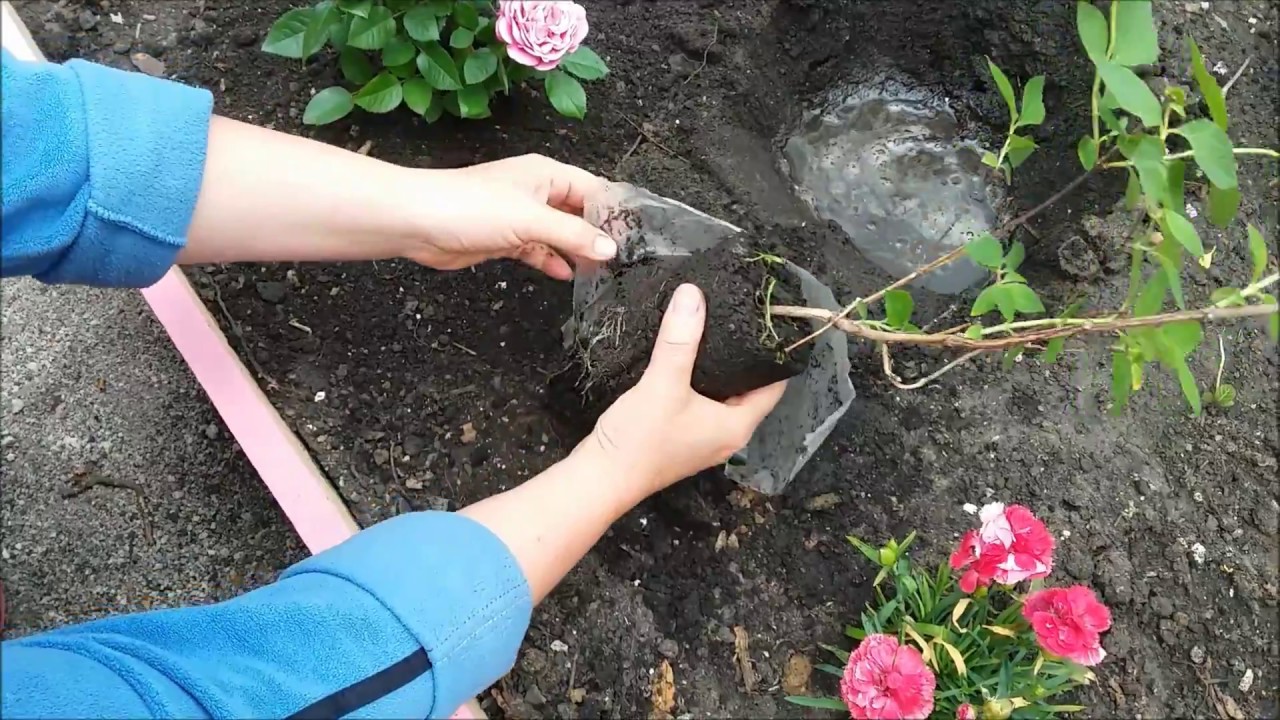 Заголовок