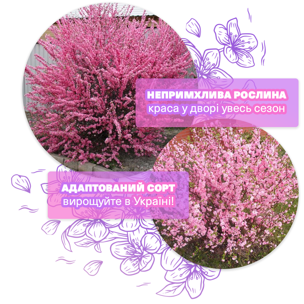 Заголовок