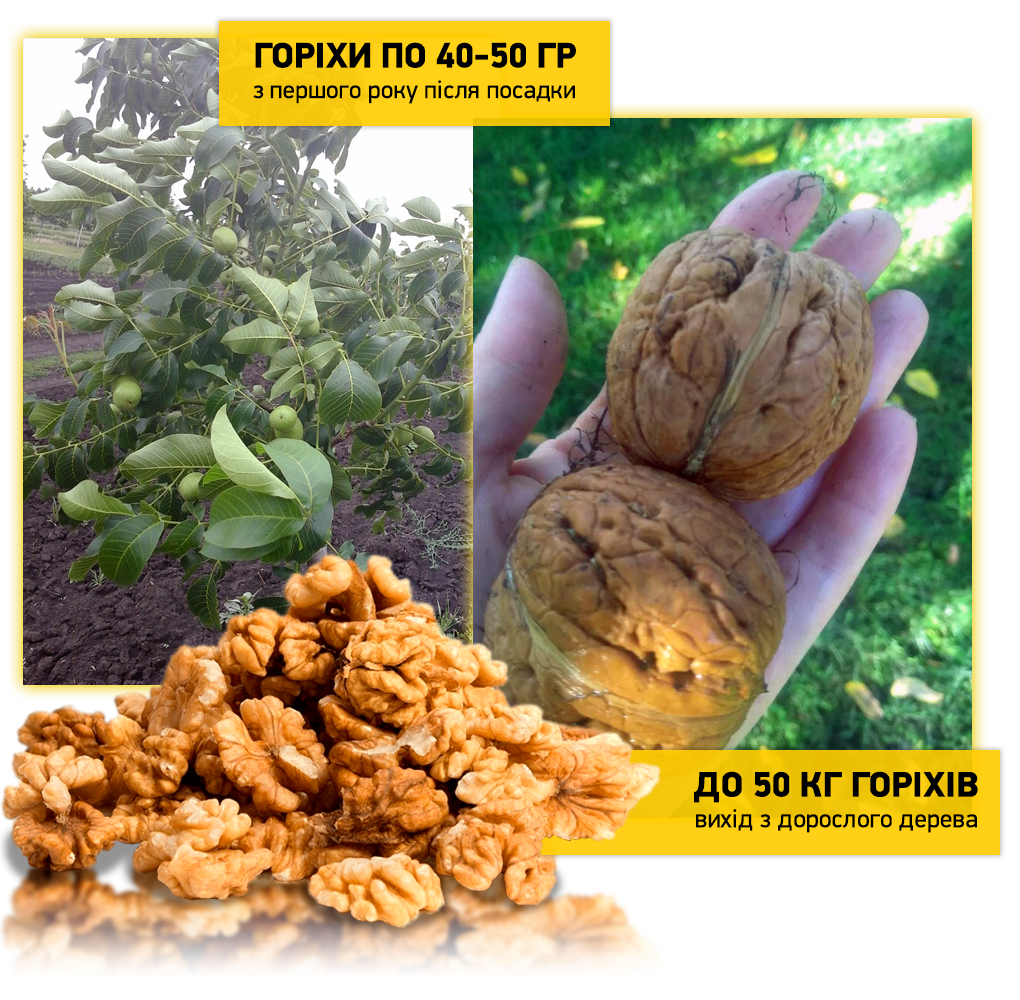 Заголовок