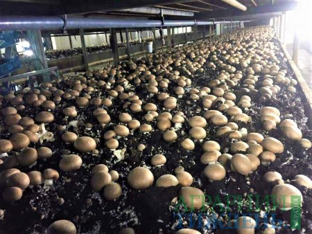 ГРИБНИЙ БІЗНЕС В УКРАЇНІ: ВИРОБНИЦТВО ЗРОСЛО НА 20%