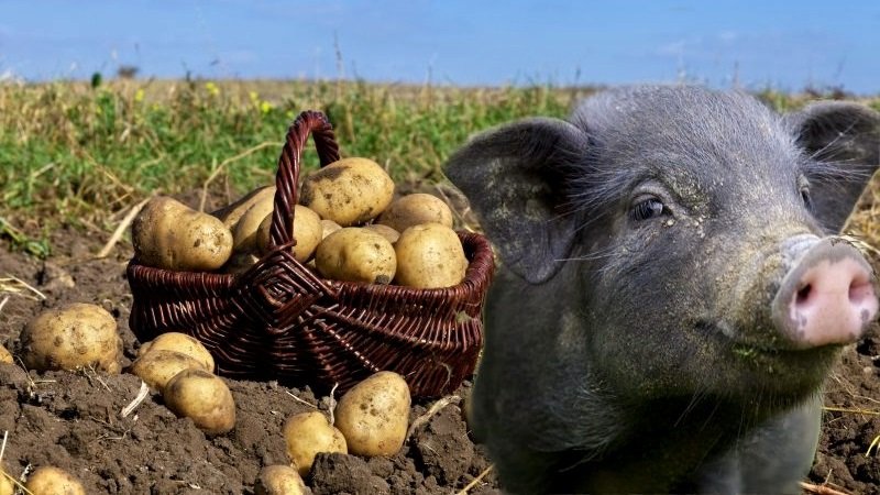 Недорогий корм