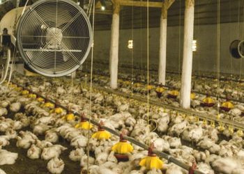 Найкращий варіант опалення птахогосподарства – системи на гарячій воді