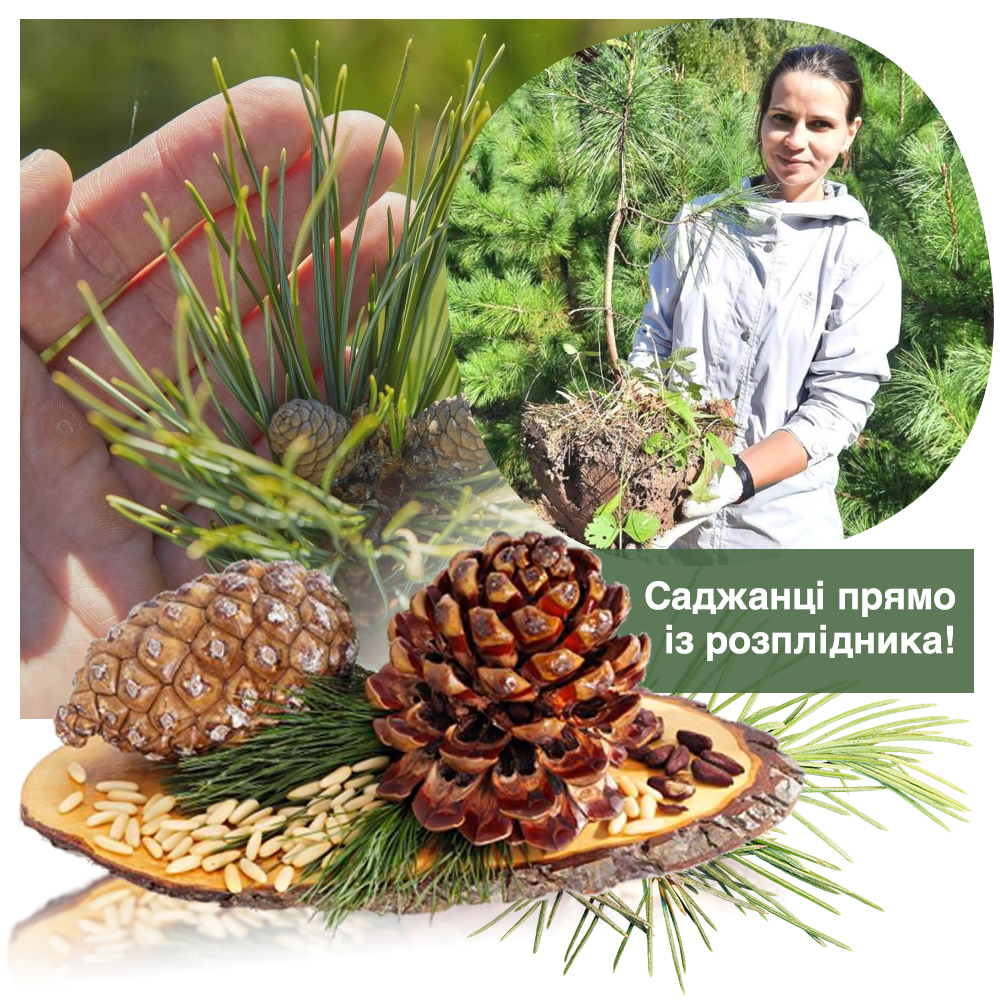Заголовок