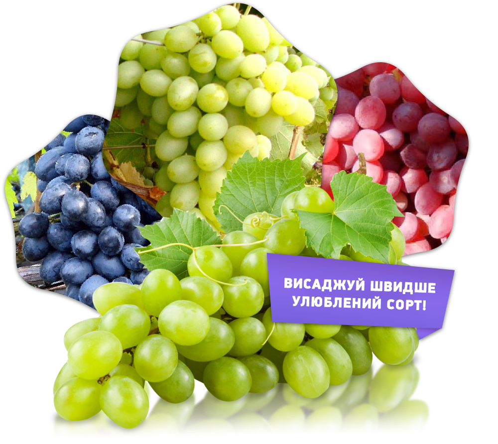 Заголовок