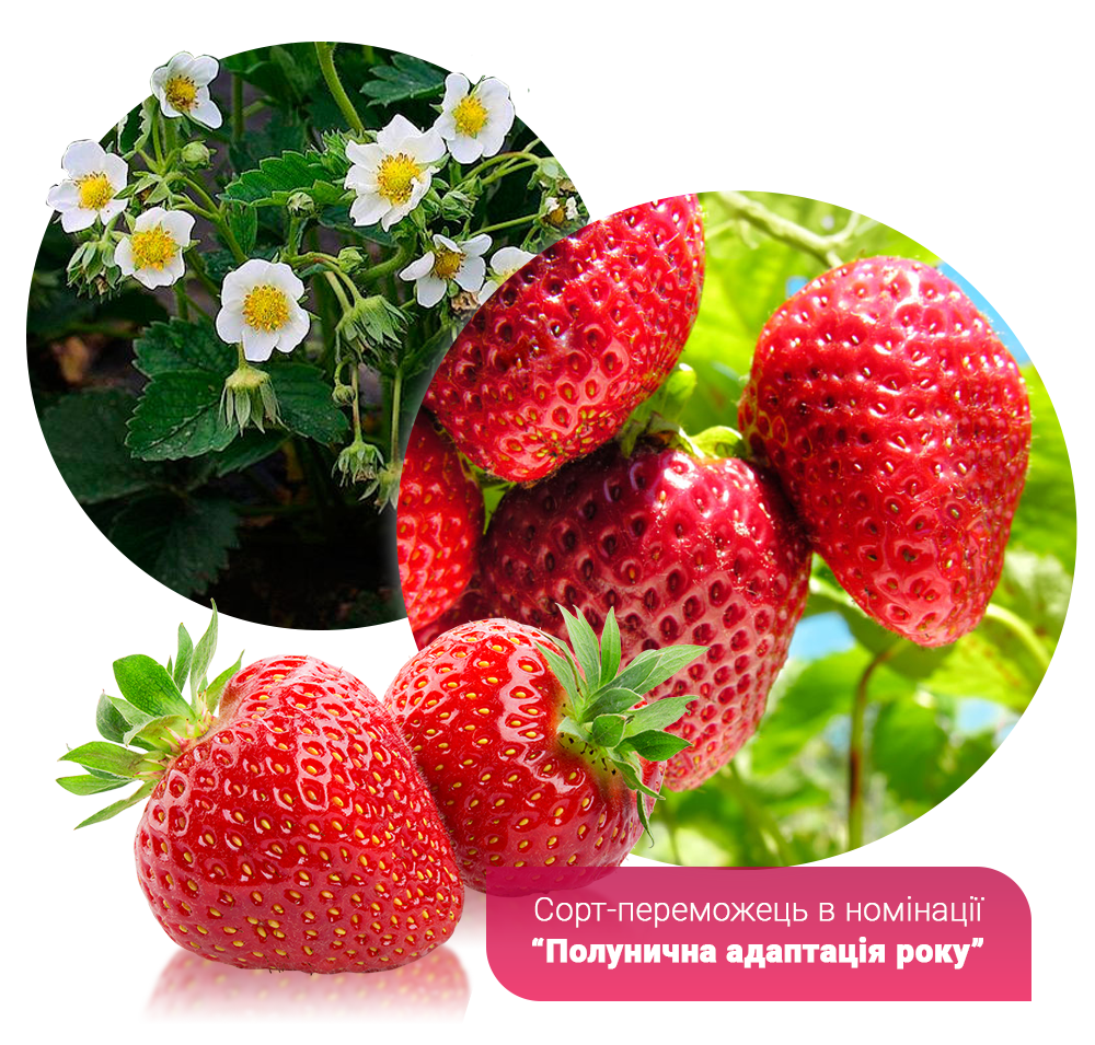 Заголовок