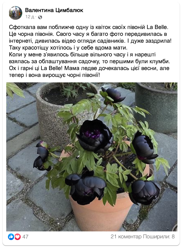 Заголовок