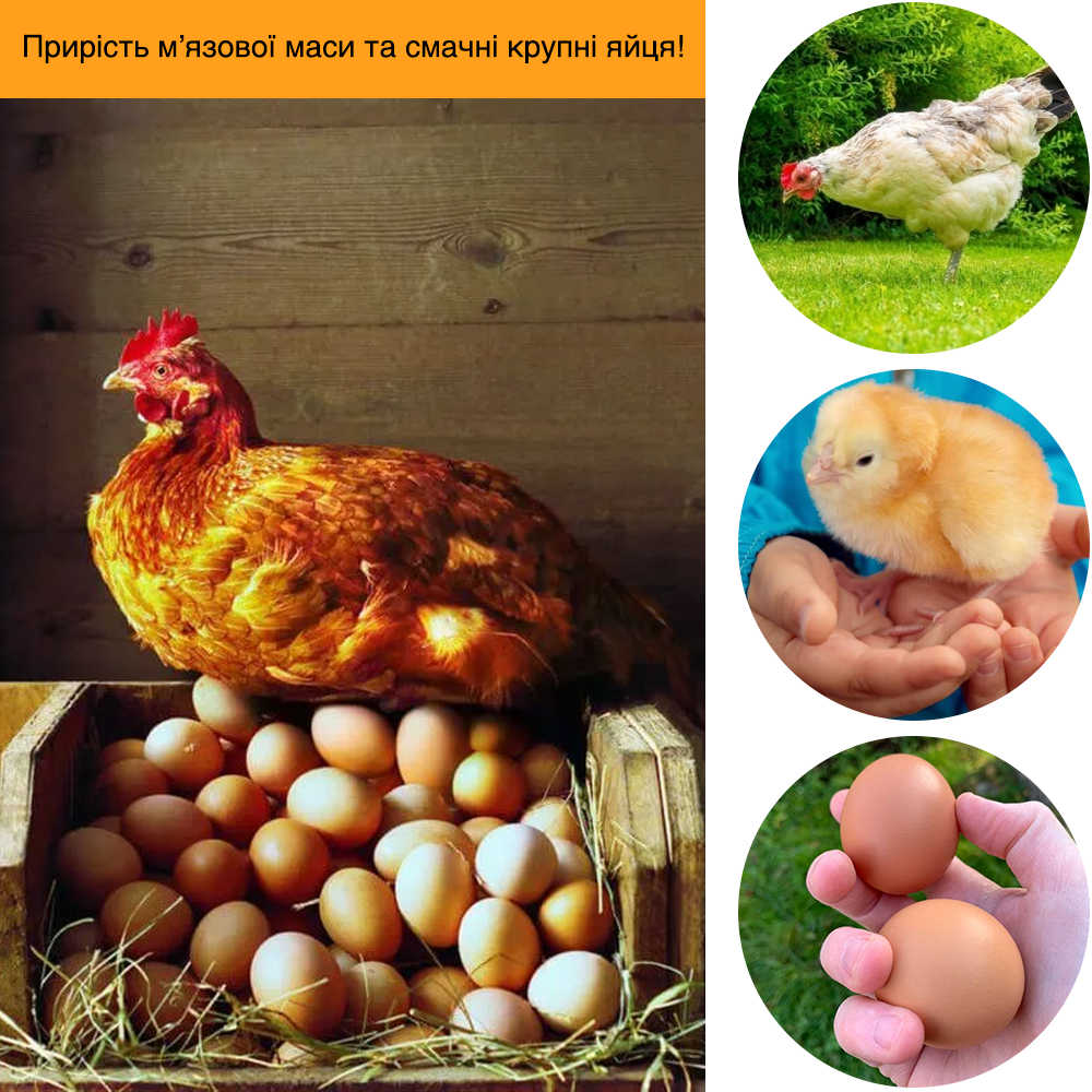 Заголовок