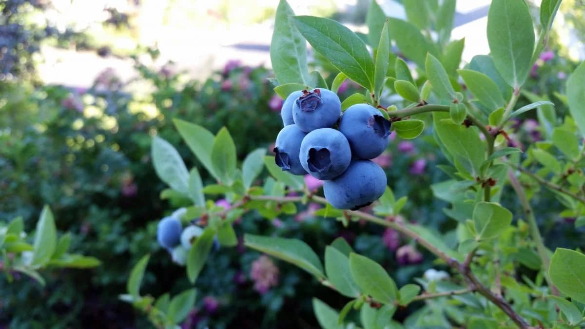 Названо три суперпродукти, що поліпшують пам'ять і роботу мозку після 40 років