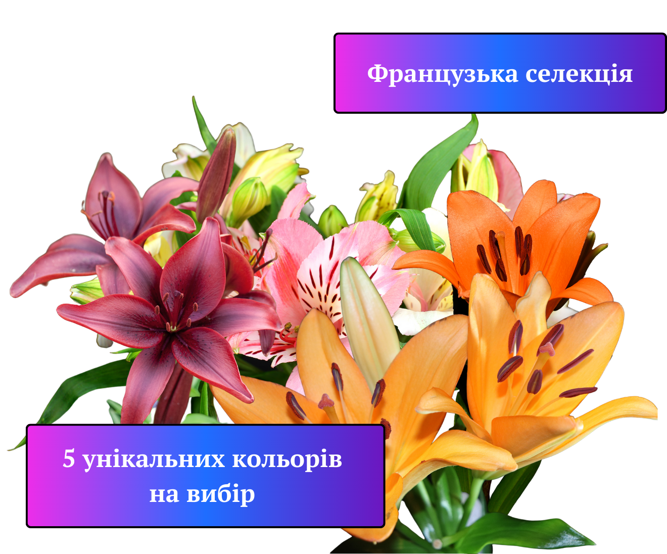 Заголовок