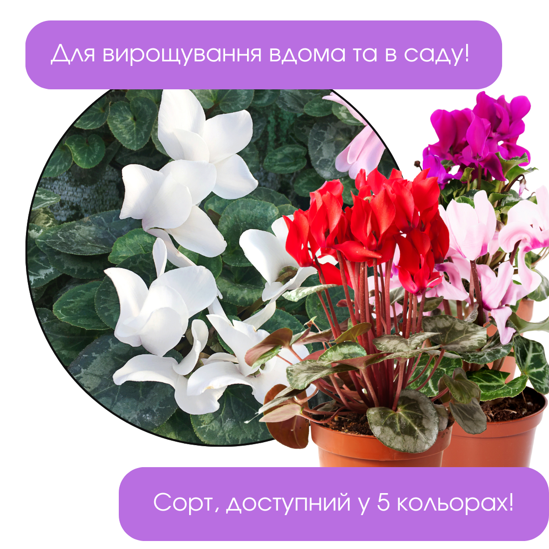 Заголовок