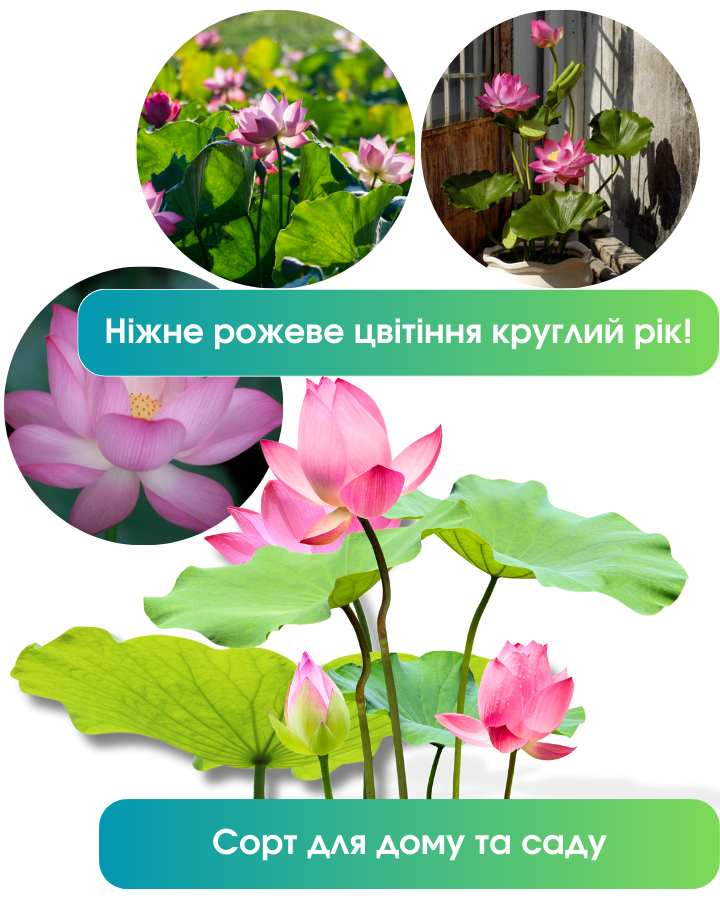 Image title