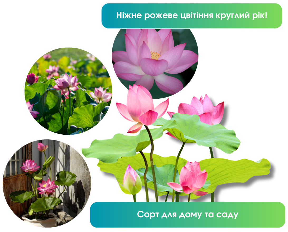 Заголовок