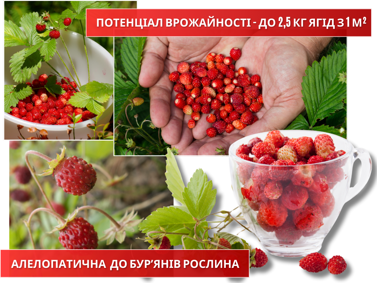 Заголовок