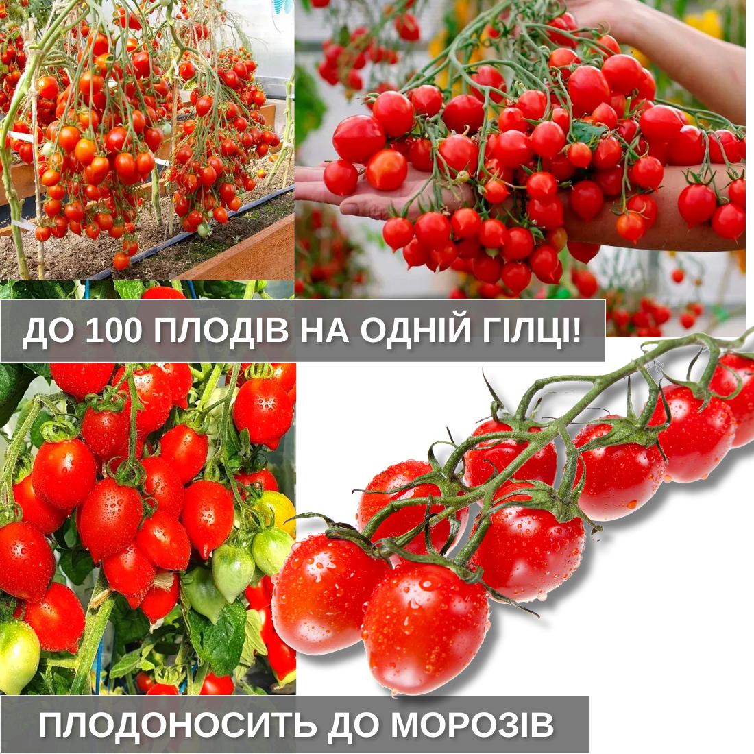 Заголовок