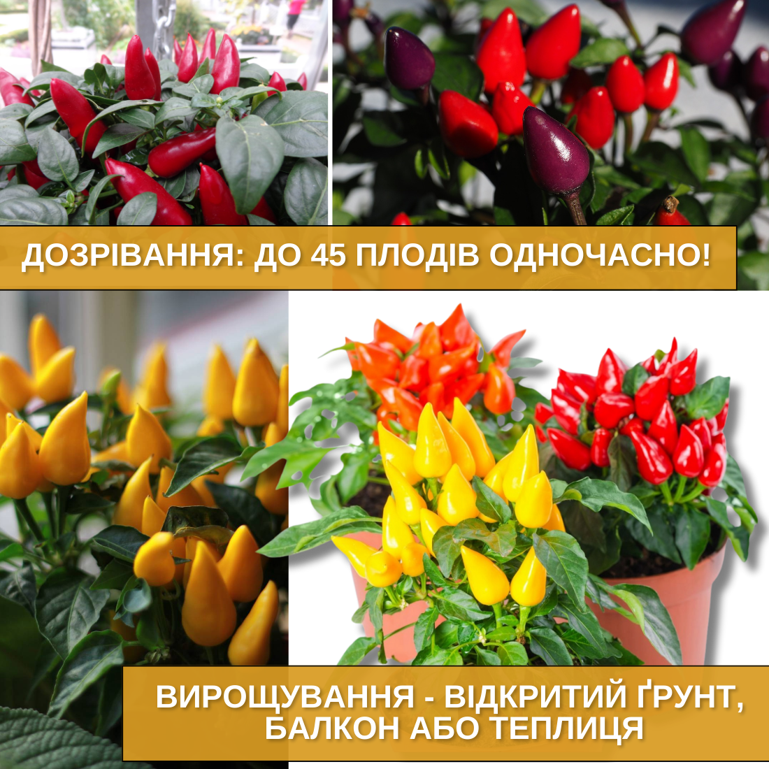 Заголовок
