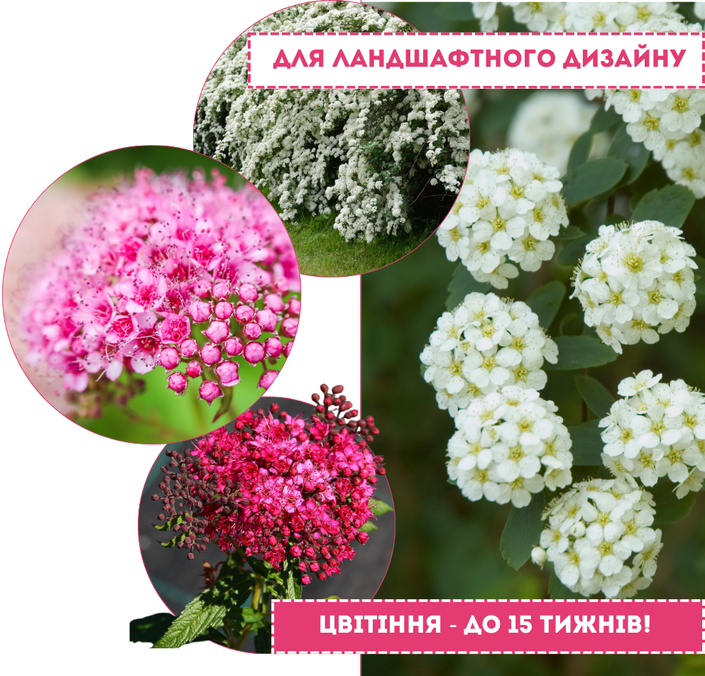 Заголовок