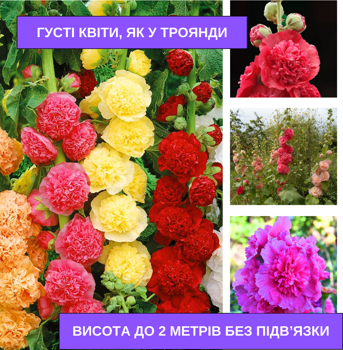 Заголовок