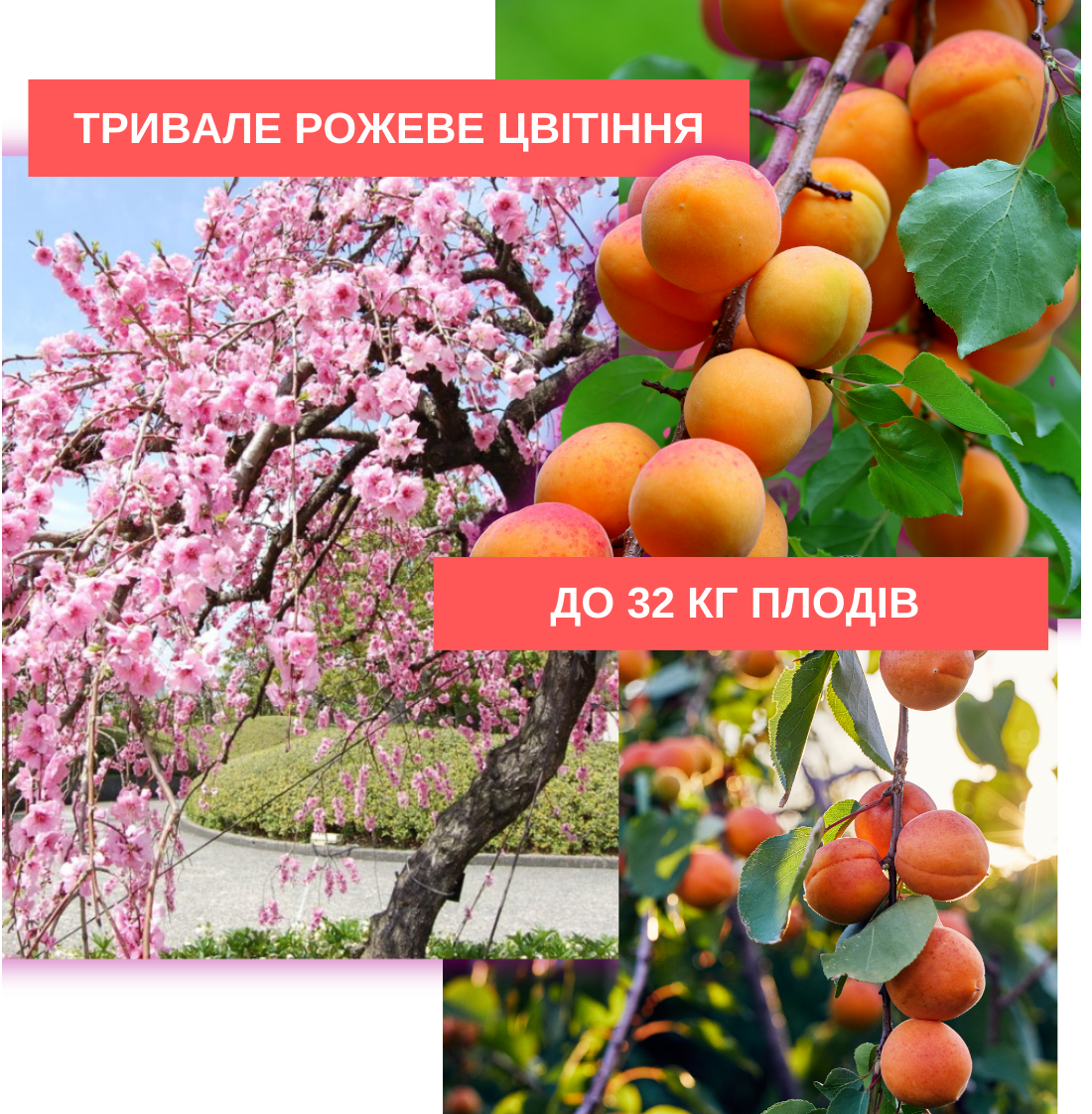 Заголовок