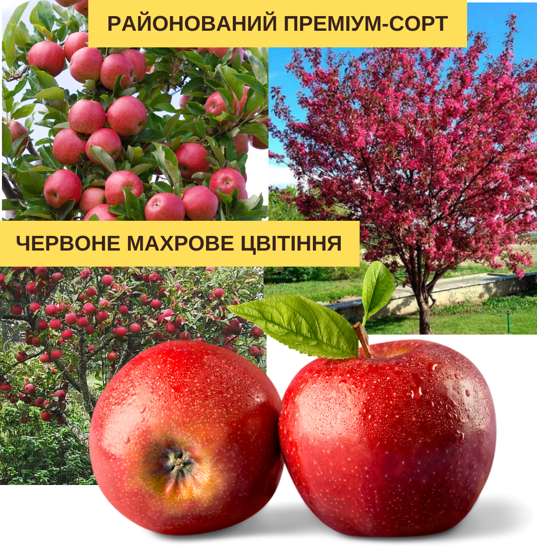 Заголовок