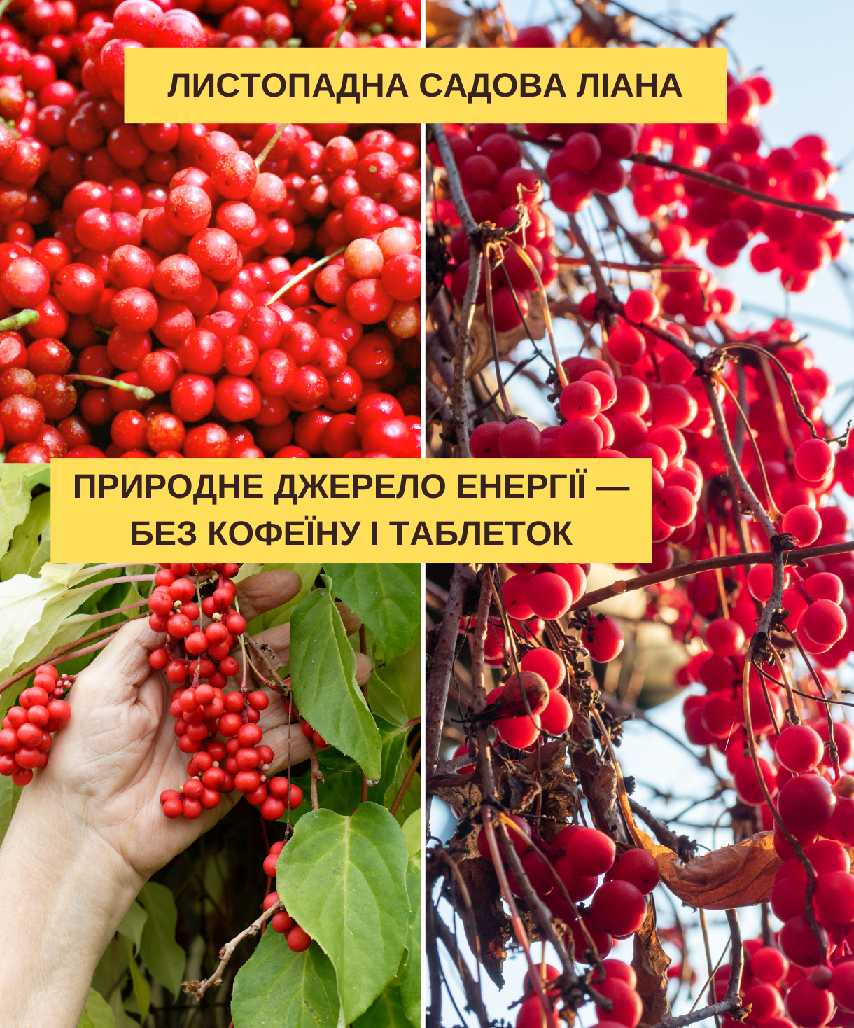 Заголовок