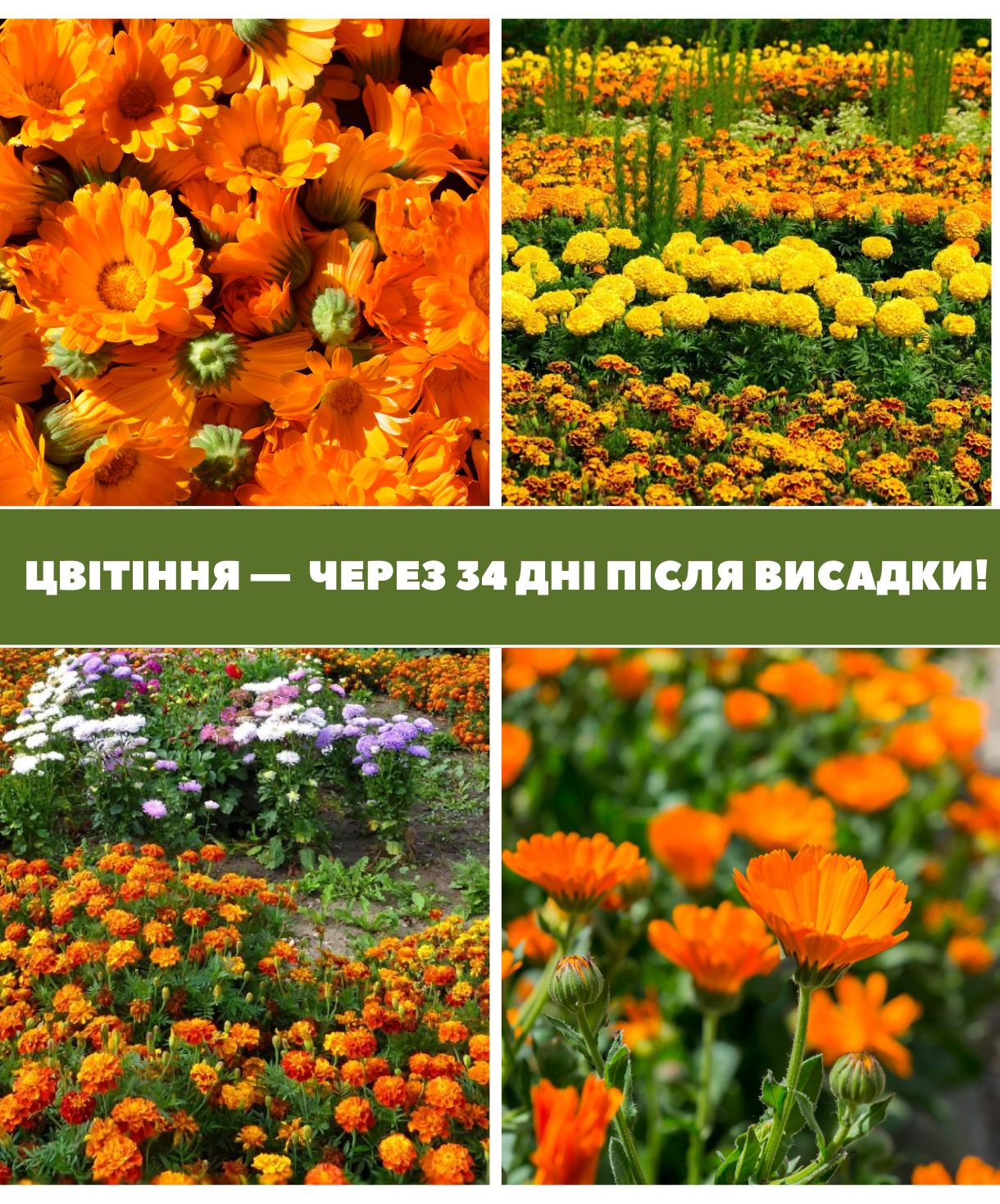 Заголовок