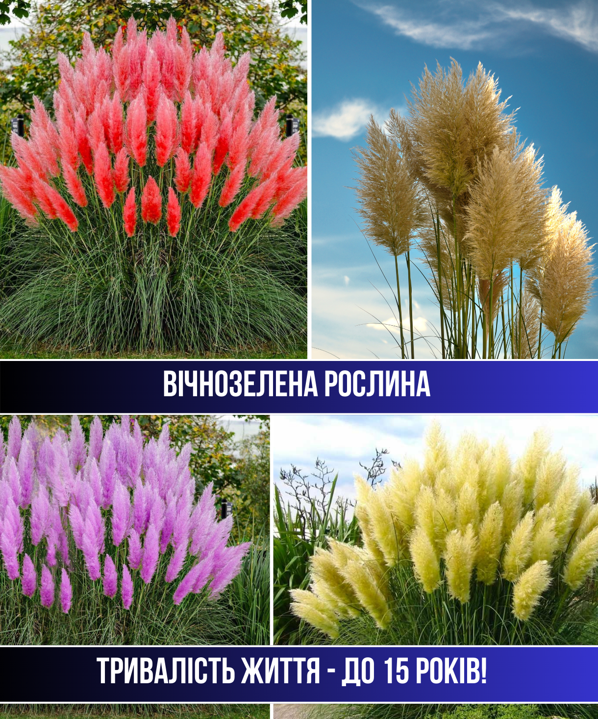 Заголовок