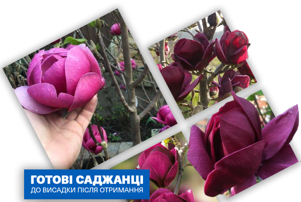 Заголовок