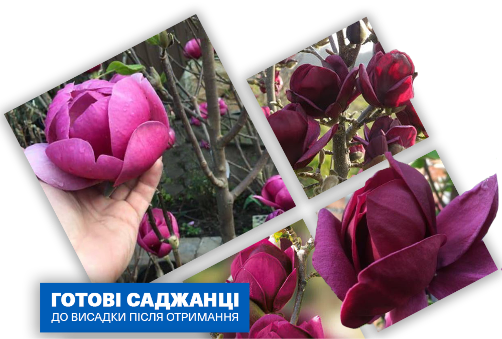 Заголовок