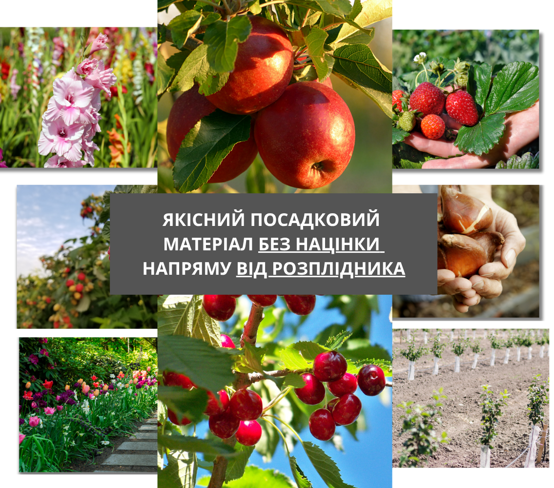 Заголовок