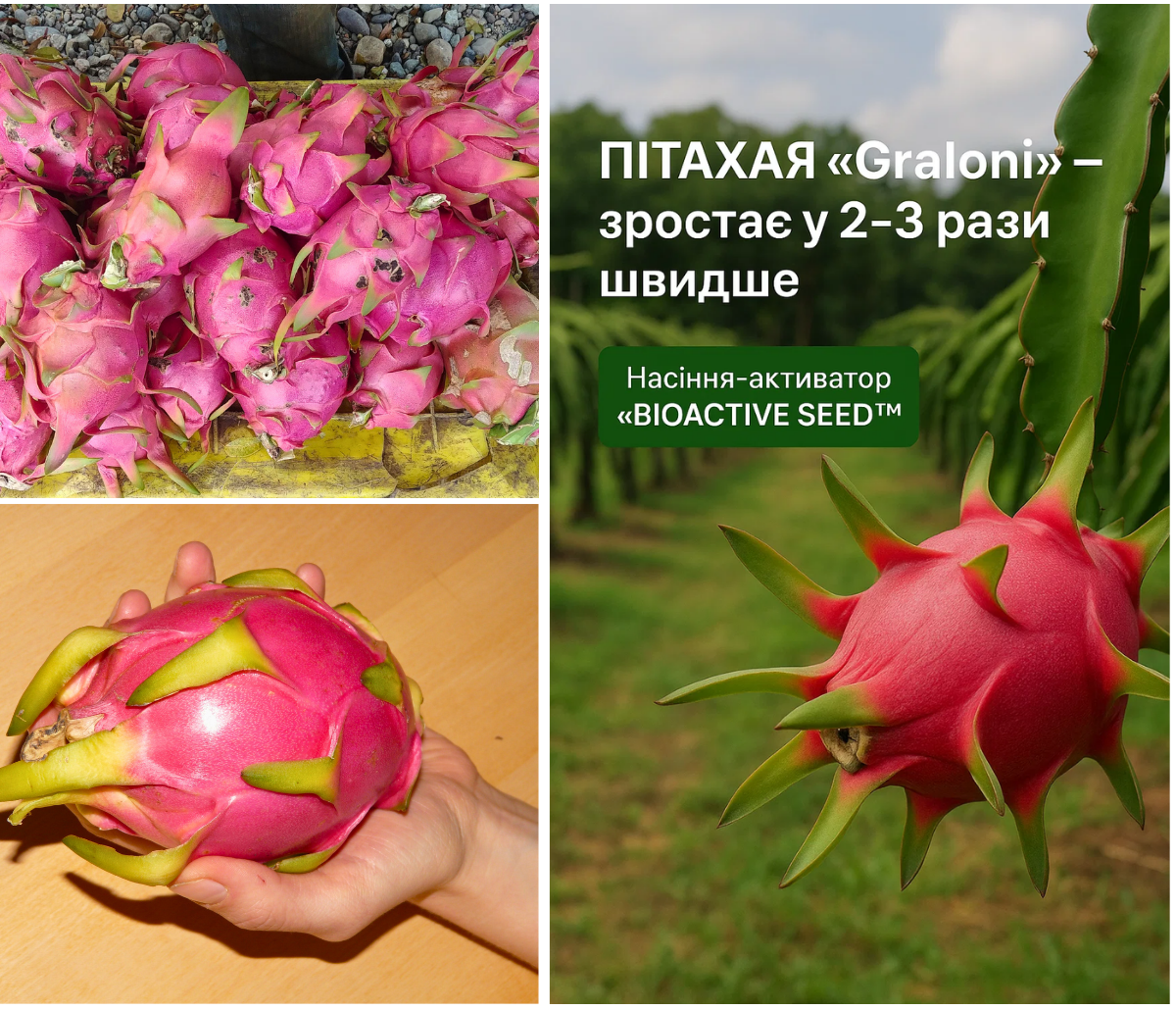 Пітахаї Graloni