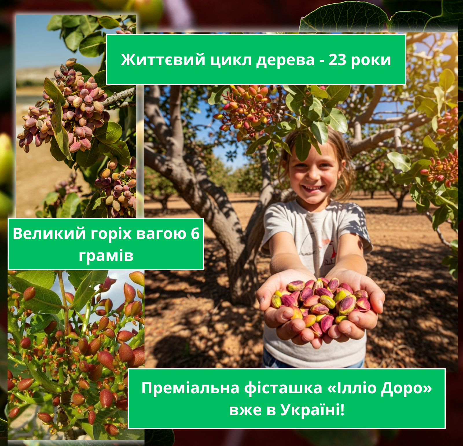 Горіхи фісташки Калі Гуччі