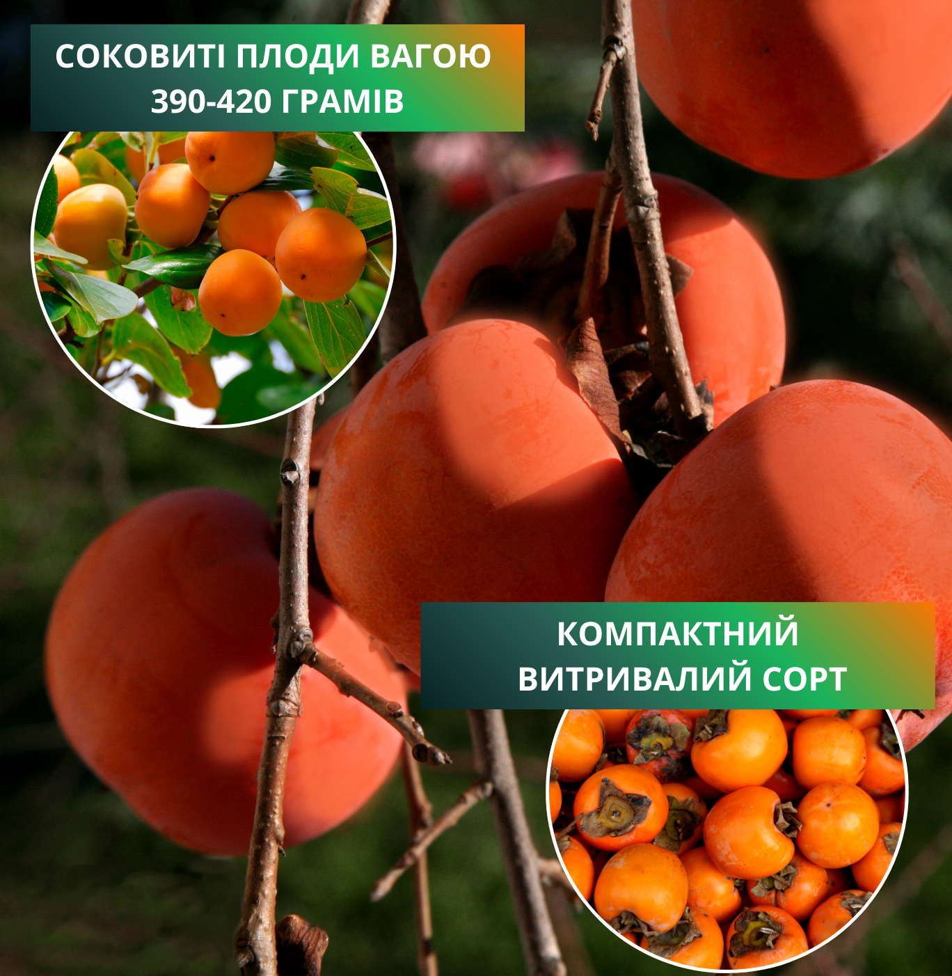 Заголовок