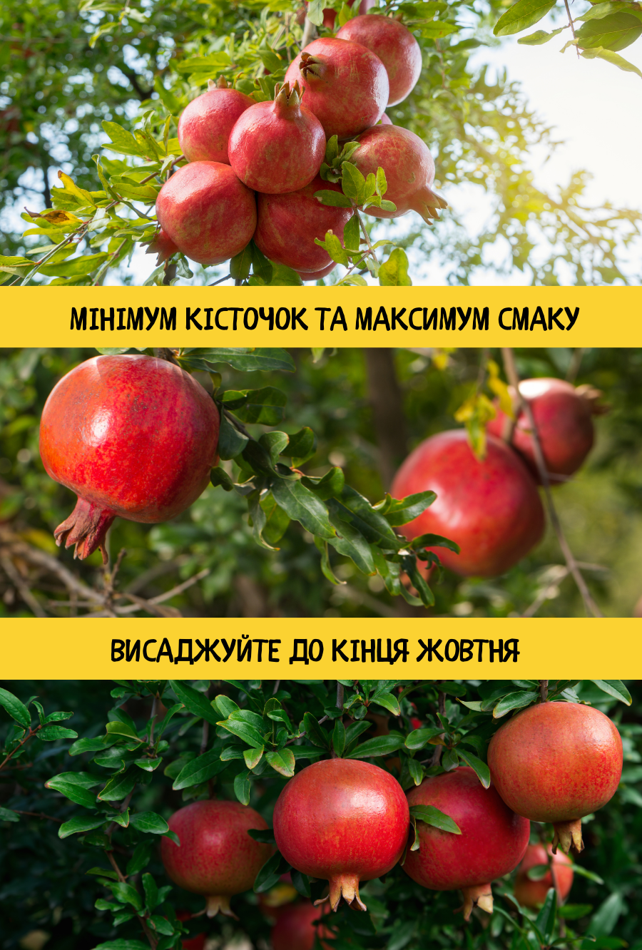 Заголовок