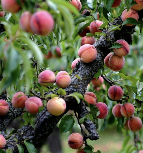 <span style="font-style: italic;">До 34 кг з одного дерева</span>