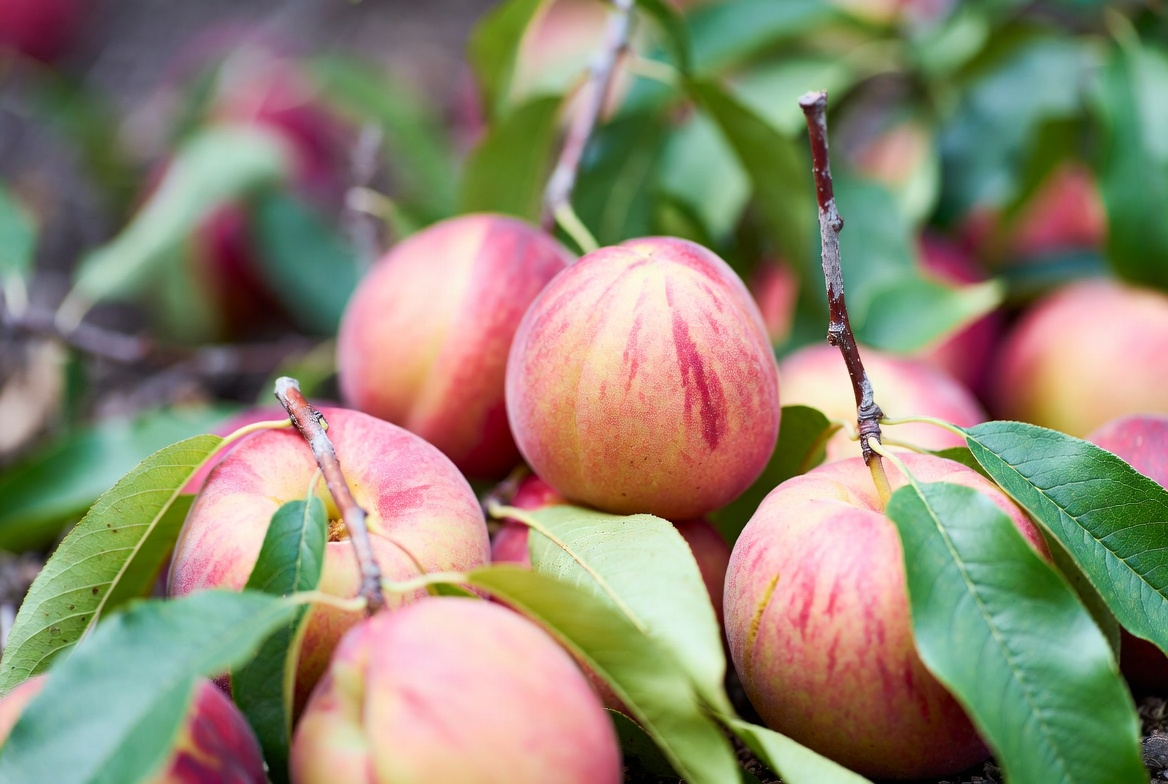 <span style="font-style: italic;">На 35% більше вітаміну С</span>