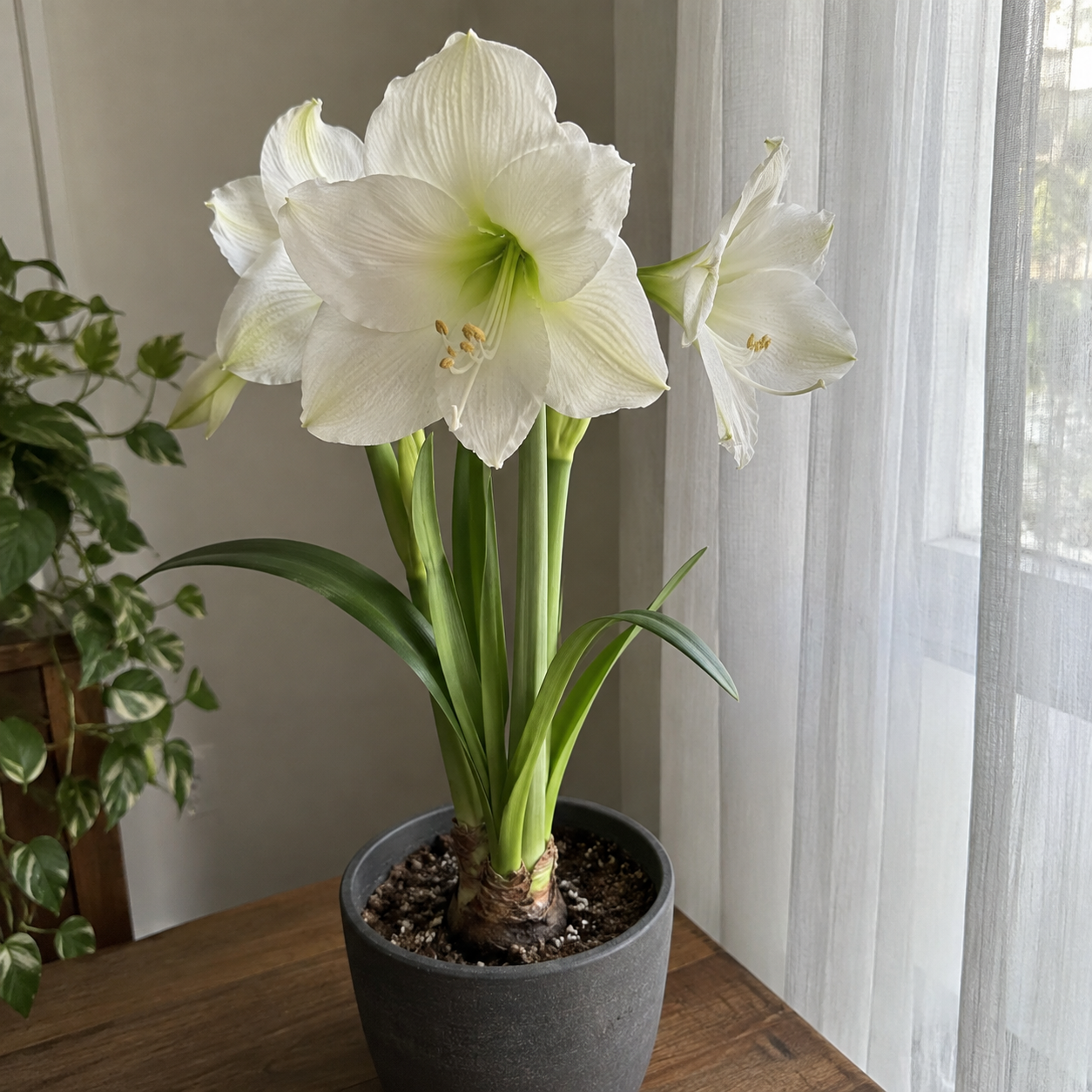 Tuberosa blanca
