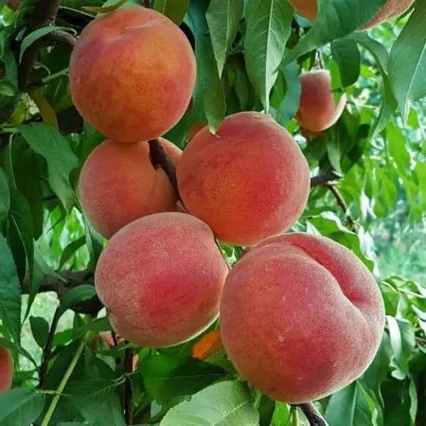 Персик Аметист — опис сорту