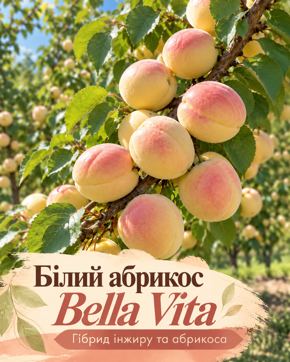 Білий абрикос Bella Vita